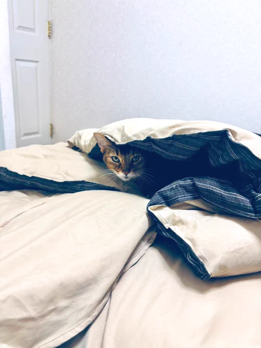 静かだなーって思ったら 