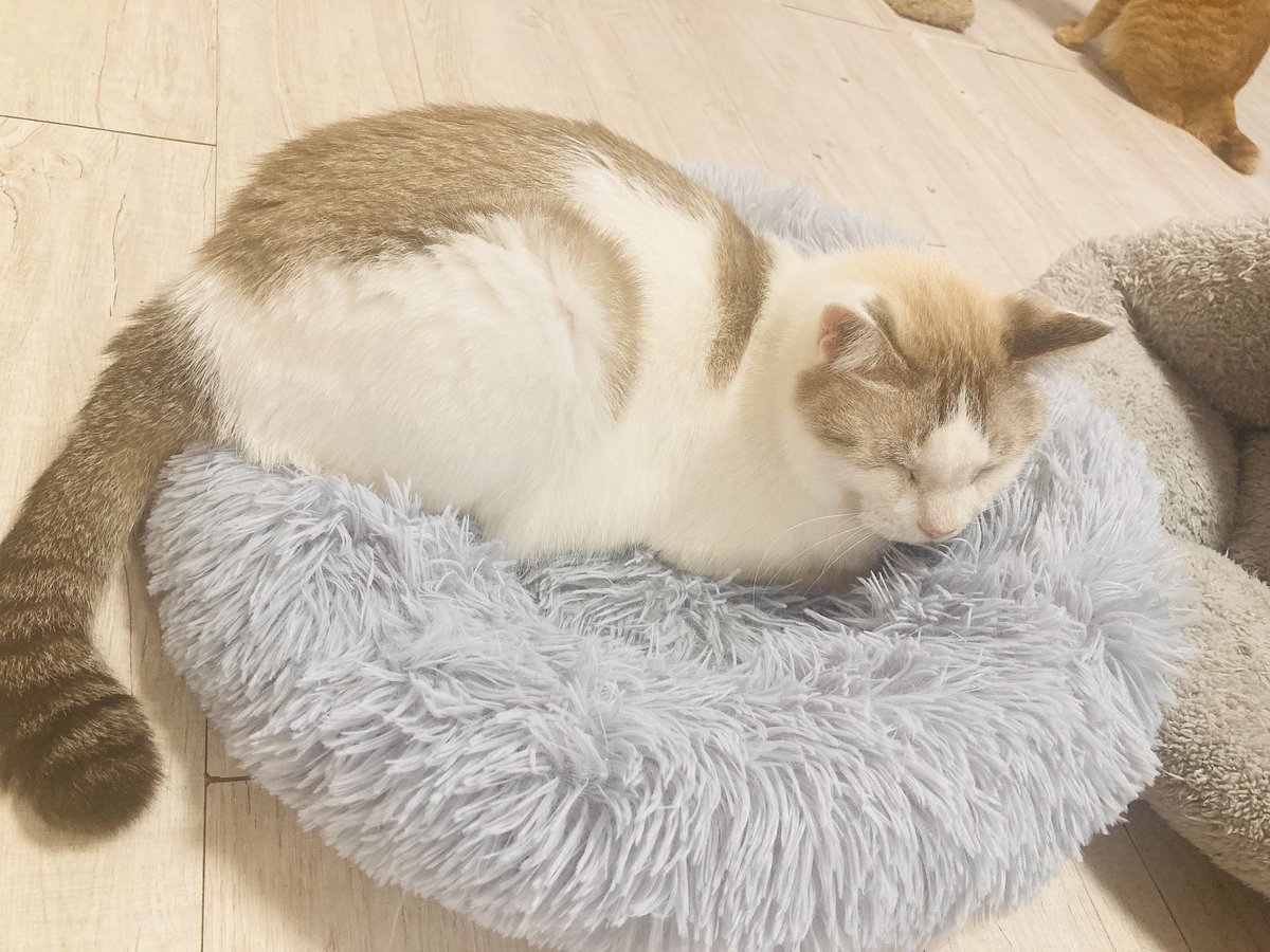 数ヶ月ぶりの猫成分を摂取できました♡

#保護猫カフェ #花の木シェルター #花の木シェルター弐号館