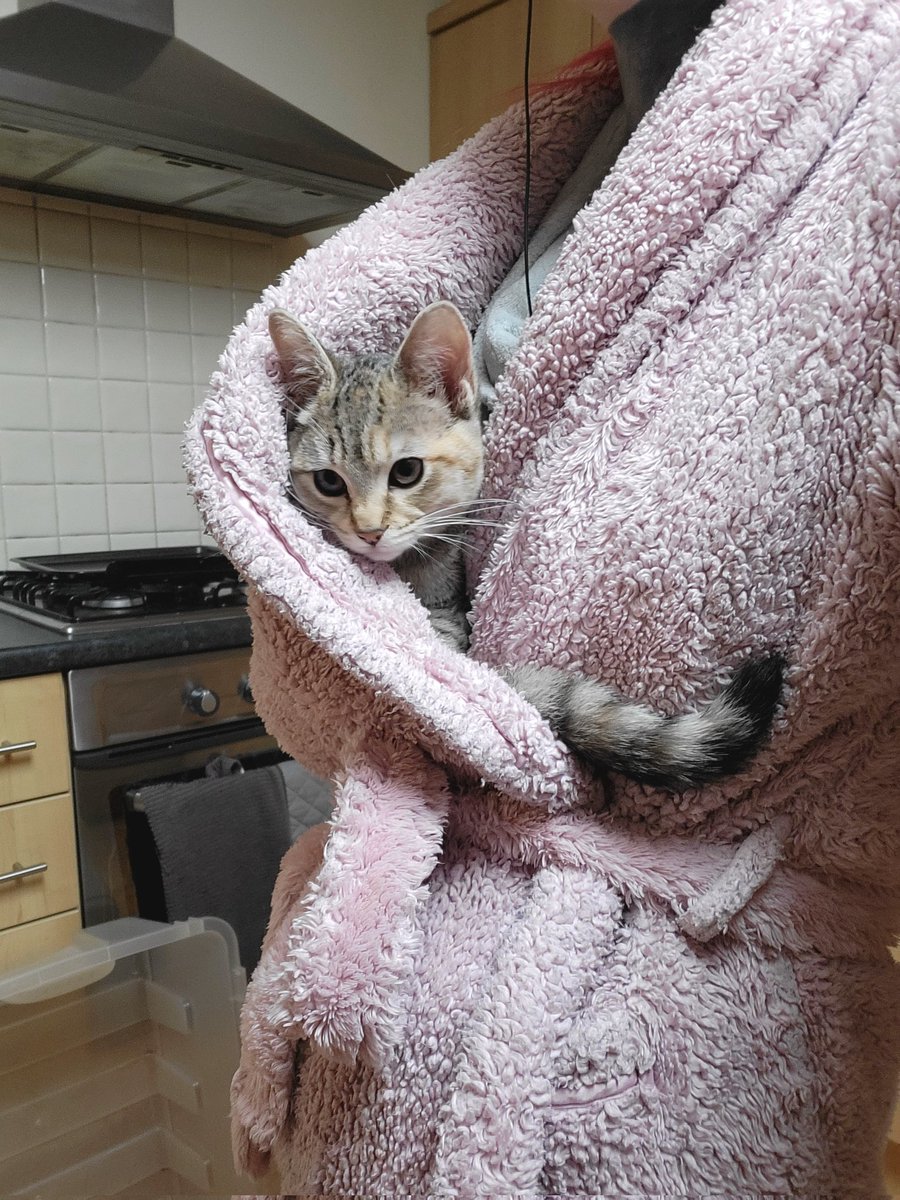 CaptInappropri8's tweet photo. Lara decided today is her day. She say Dora get in there and go to sleep yesterday so is having a try herself.

#CatMagnet I am
#CatsOfTwitter #CatsOfX https://t.co/Pr4uYIsXvb