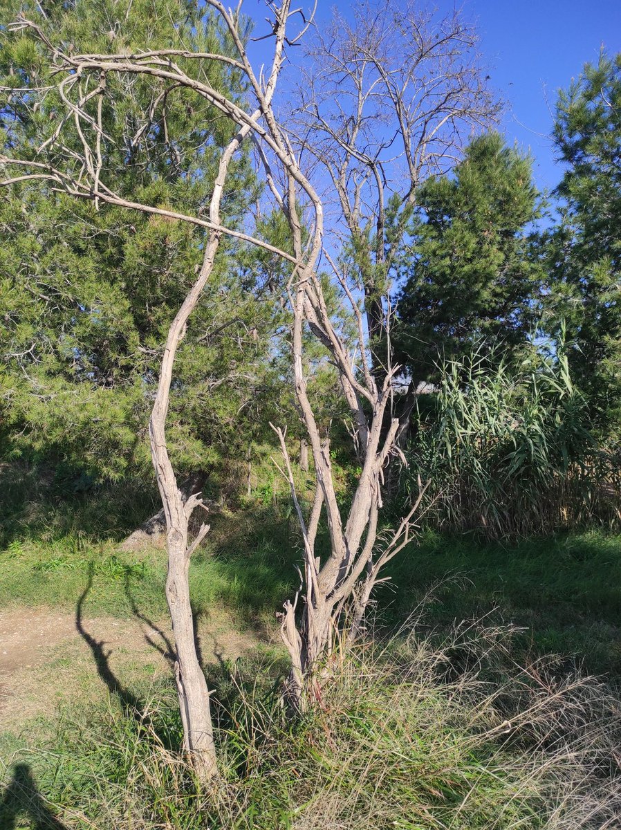 PetjadaVerda tweet media