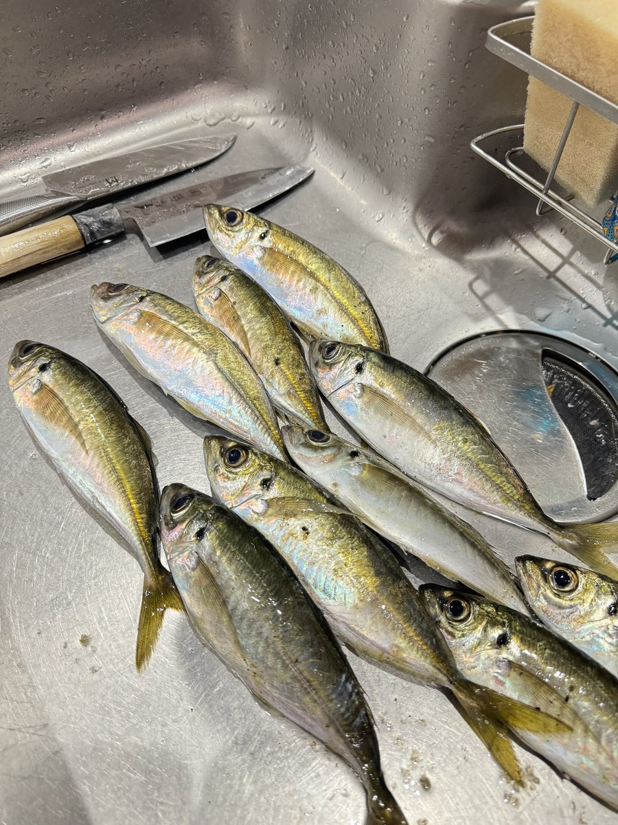 fishingshoooo's tweet image. 爆風アジング
一投目でアジを釣り
二投目で80cmのダツがかかり鯵道5G折れてしまいました。

そのあとエギングロッドにジグ単付けてアジつ抜け。
気分下がってたけど近くにいた釣り人も優しくて楽しい釣りになりました。
 #愛媛県   #アジング