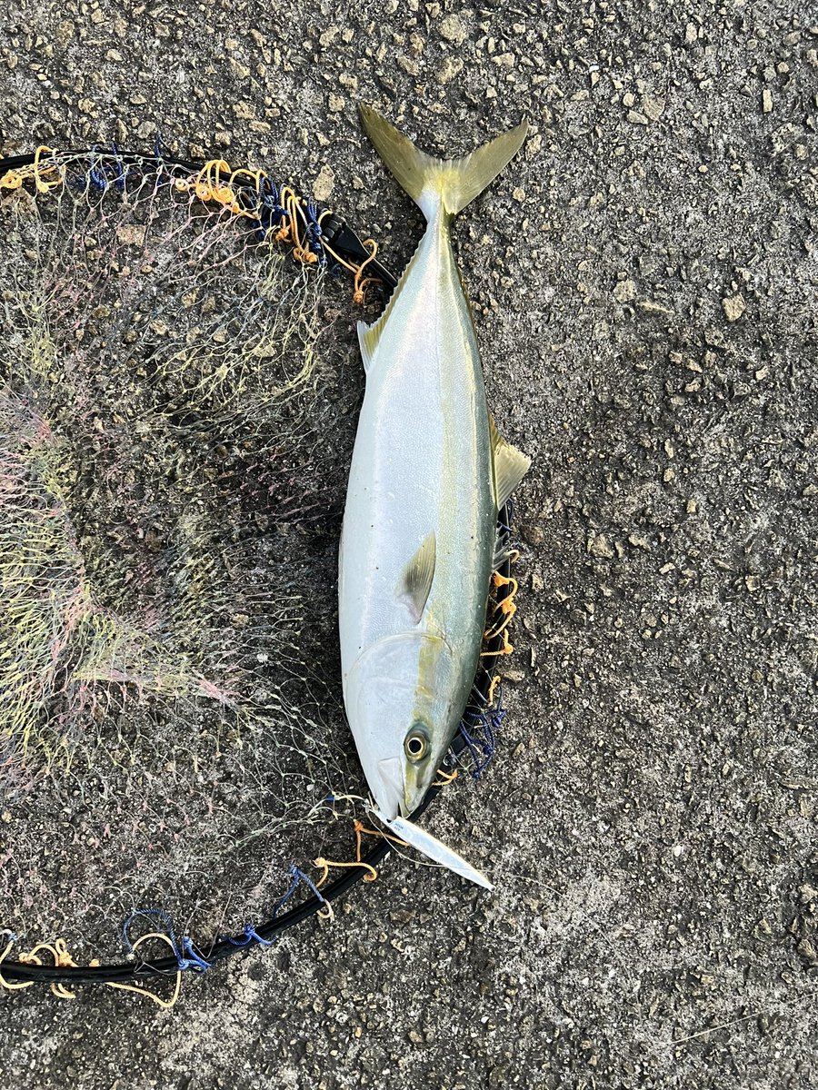 擊投ジグでフォールからの巻き上げでヒット！50cmのハマチでした。
ばらした魚はドラグがだされ、竿を持ちかえる際にテンションが抜けてハリハズレ、、

#大阪湾
#青物
#釣り
#擊投ジグ
#大阪湾
#ショアジギング
#ショアスロー