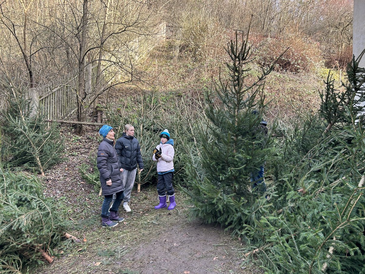 Rodinné rady rozhodují, pod který  strom letos Ježíšek přinese dárky. V Bílovicích nad Svitavou prodávají smrky a jedle u Myslivny Lišky Bystroušky. Školní lesní podnik Křtiny nabízí hlavně stromky z prořezávek a pruseků pod dráty vysokého napětí. #Vánoce