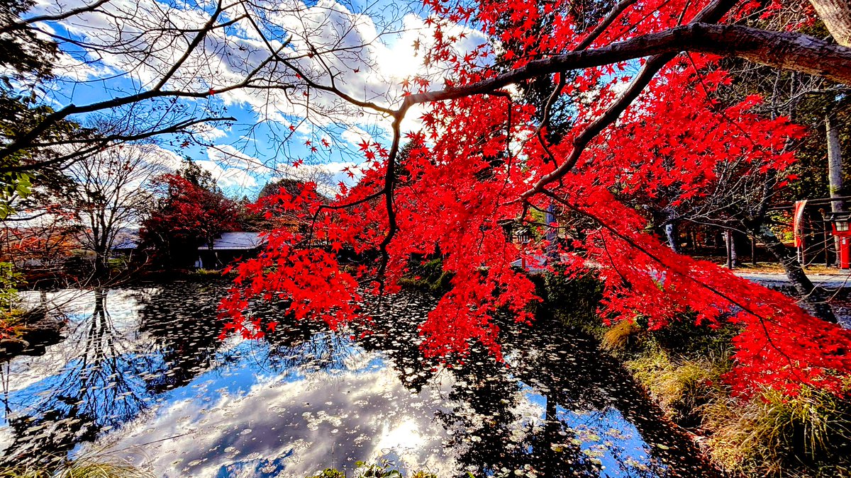 naitohdrums's tweet photo. 寒かった〜😶‍🌫️しかし空気が美味しい☆
 #大原野神社さん https://t.co/24PVmpEZOv