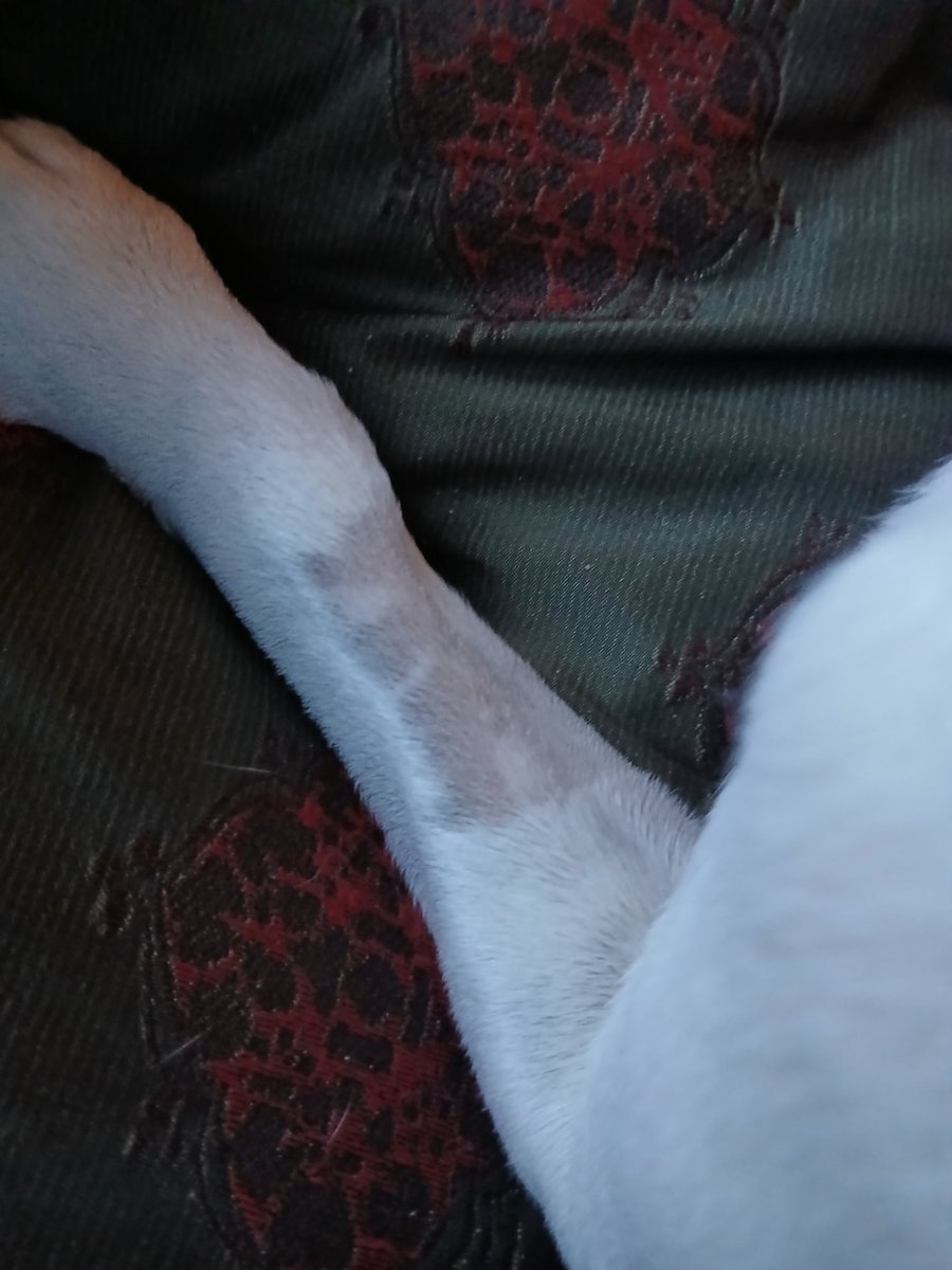 CSbungo's tweet photo. Vets finally put the pieces of our fab wee firecracker bettyboop's health probs together - an mri revealed an aggressive inoperable brain tumour. We brought her home Thursday for her last days/weeks. She's doing amazingly considering- mooching for food + a wee pootle in the park! https://t.co/J5TatNv6HQ