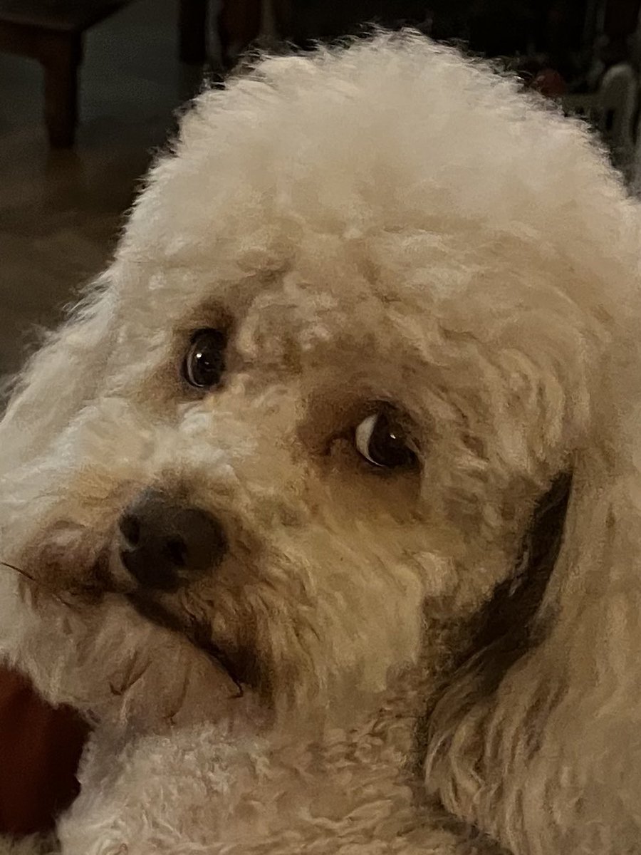 Infirmière Dindonne d’Etat tweet media