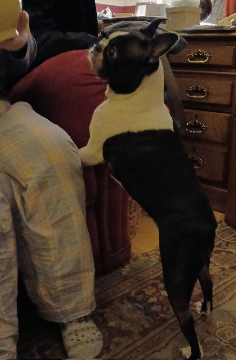 CSbungo's tweet photo. Vets finally put the pieces of our fab wee firecracker bettyboop's health probs together - an mri revealed an aggressive inoperable brain tumour. We brought her home Thursday for her last days/weeks. She's doing amazingly considering- mooching for food + a wee pootle in the park! https://t.co/J5TatNv6HQ