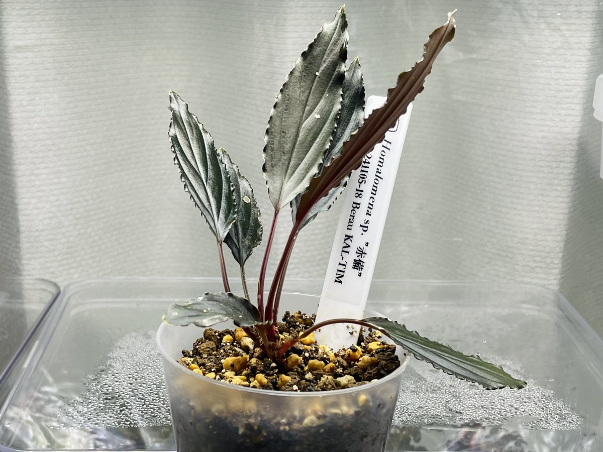 New_aratan's tweet image. 今年最後の散財！
前から欲しかった赤備を最初にチョイスしてあとは水没させられるオオイアとリムノフィラを
これで今年を終えられる🛌

#nativeforest