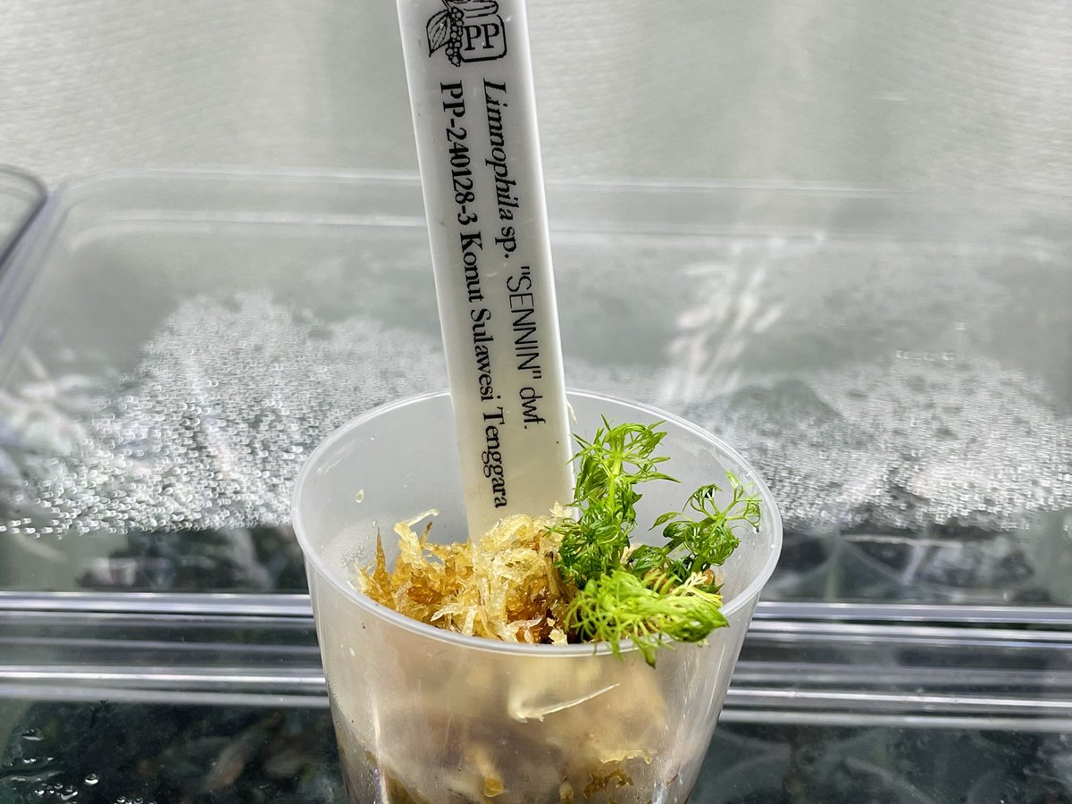 New_aratan's tweet image. 今年最後の散財！
前から欲しかった赤備を最初にチョイスしてあとは水没させられるオオイアとリムノフィラを
これで今年を終えられる🛌

#nativeforest