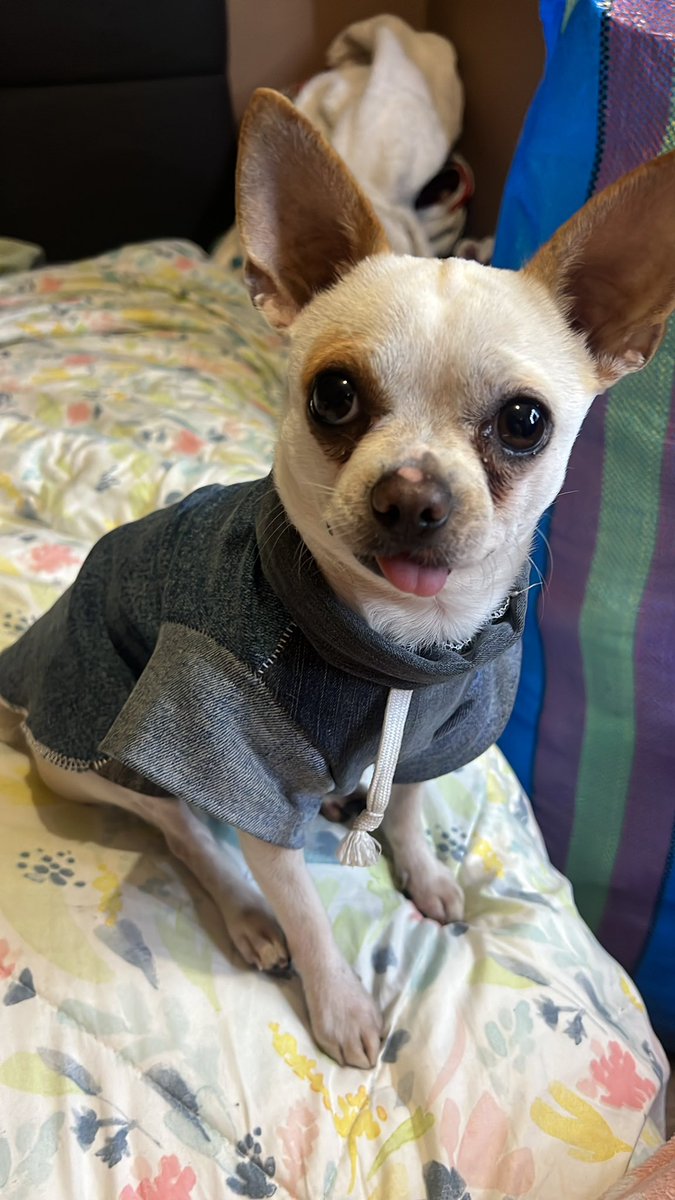 Mi dobby,huahua, te extraño muchito