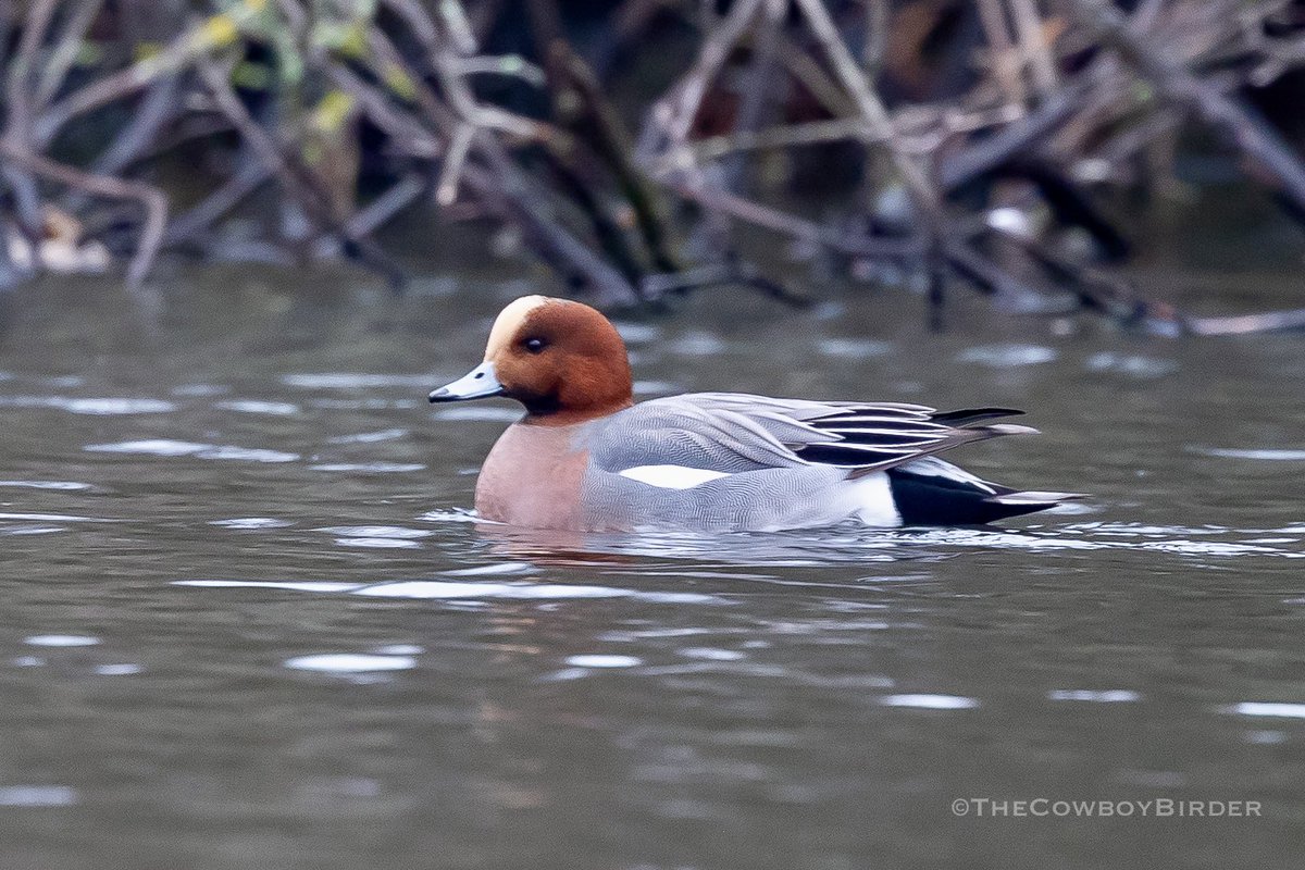 TheCowboyBirder's tweet photo. Patch birding is so often about the little wins. And this smart male Wigeon at Wanstead yesterday was NFY &amp; my first for 3 years! #londonbirds https://t.co/dEvTPwrNJR