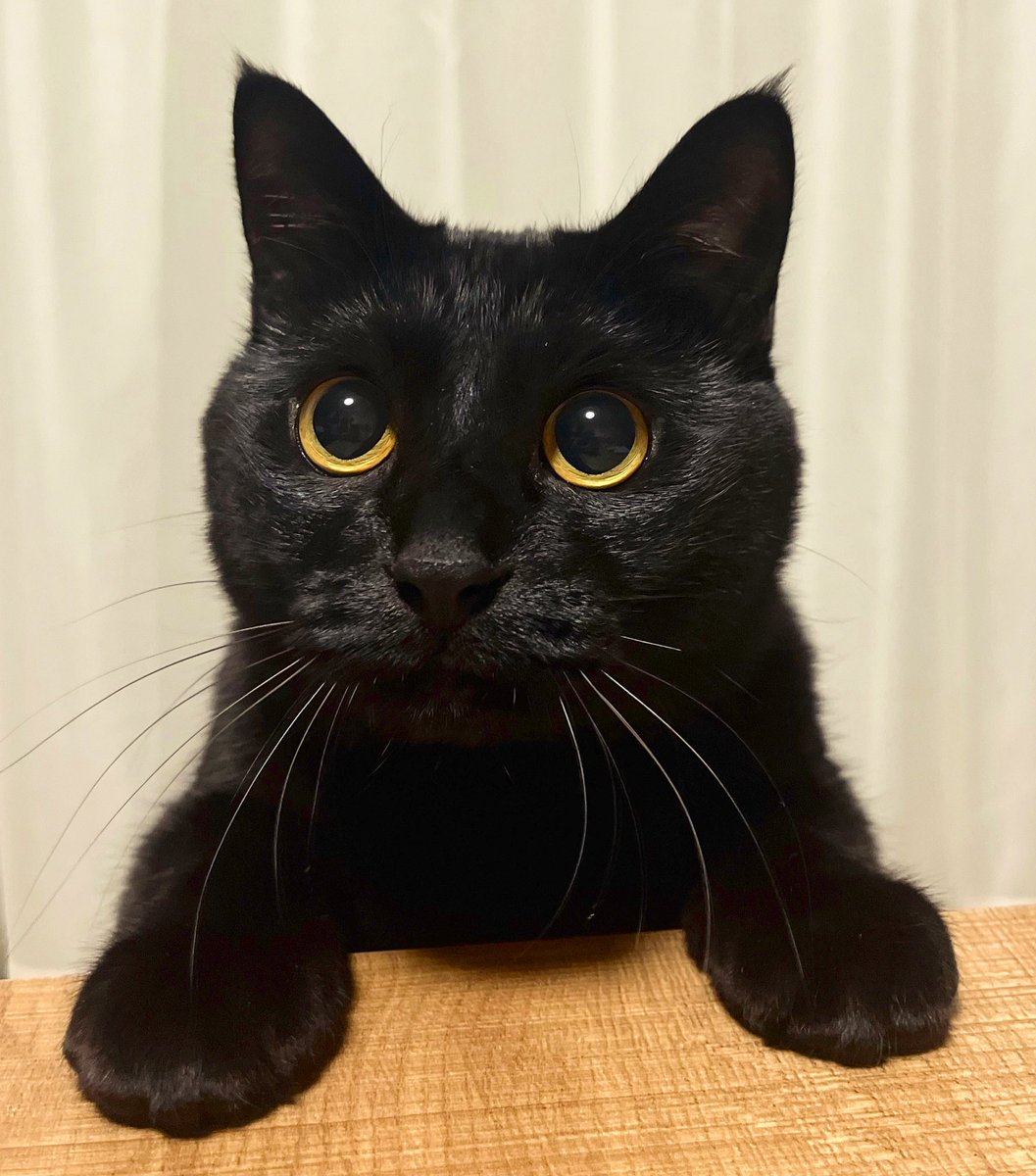 うに3才 tweet media