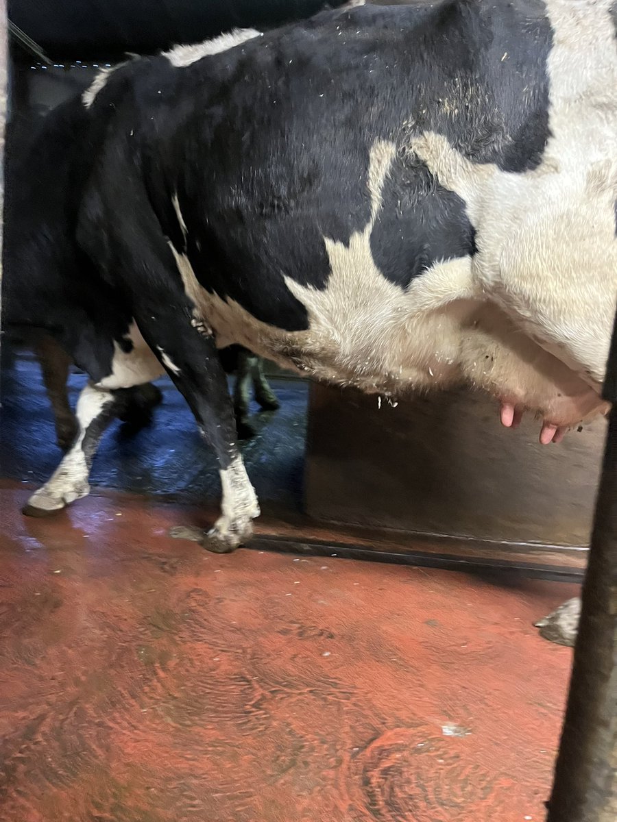 Hylo67's tweet photo. So lovely milking clean cows Hats off to the team #hatoff https://t.co/MDMXZTl6uE