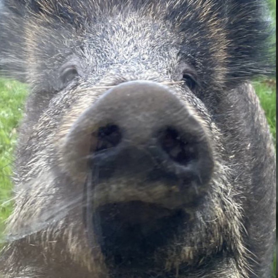 Infirmière Dindonne d’Etat tweet media