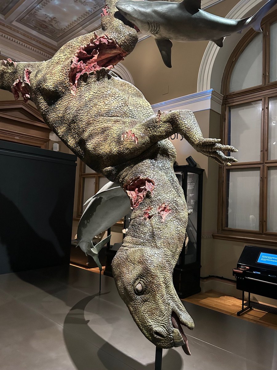 Steve Brusatte (@stevebrusatte) on Twitter photo Sharks eating dinosaurs! At the charming <a href="/narodnimuzeum/">Národní muzeum</a> in Prague.
Totally morbid paleoart. But based on one of the few Czech dinosaur fossils, an ornithopod bone crisscrossed with the razor blade bites of sharks. Sharks eating dinosaurs! At the charming <a href="/narodnimuzeum/">Národní muzeum</a> in Prague.
Totally morbid paleoart. But based on one of the few Czech dinosaur fossils, an ornithopod bone crisscrossed with the razor blade bites of sharks.
