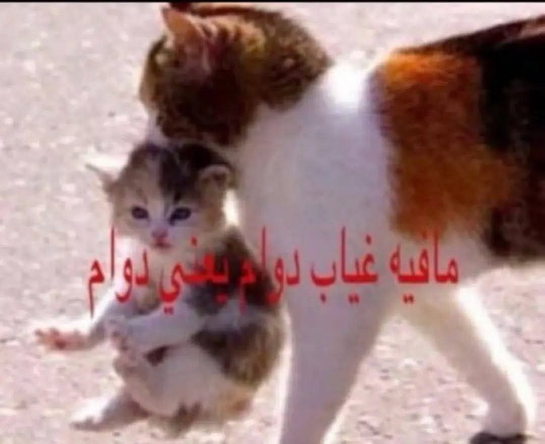 التربية العسكرية ليه بجد!!!