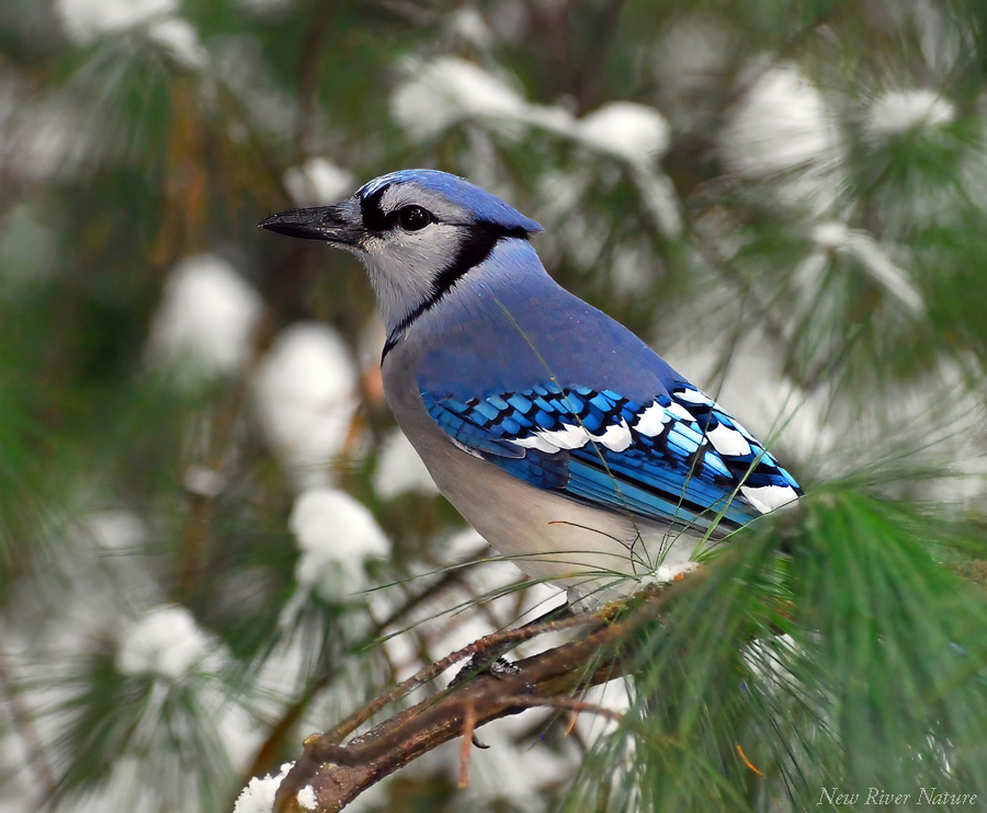 KerriFar's tweet photo. “Never regret anything that made you smile.” — Mark Twain - #BlueJay #Birds #BirdPhotography #BirdLover #NewRiverNature #NatureLovers #NaturePhotography #WinterMemory https://t.co/NzbO9ChMeb