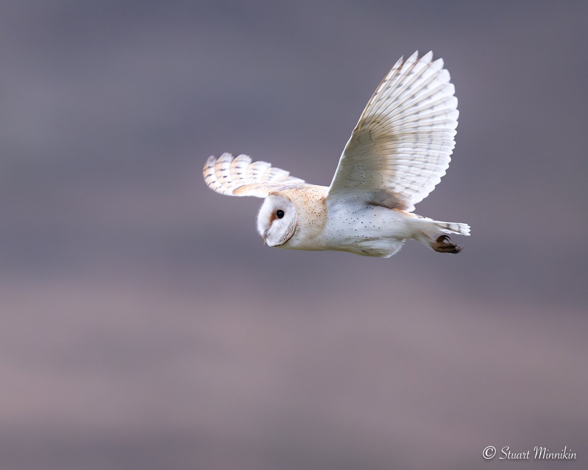 stuartminnikin's tweet photo. Passing barn owl.
#barnowl #tytoalba #owl #owlinflight #birdofprey #birdofpreyphotography #wildlife #wildlifephotography #britishwildlife #bird #britishbirds https://t.co/z0KbNWowdL