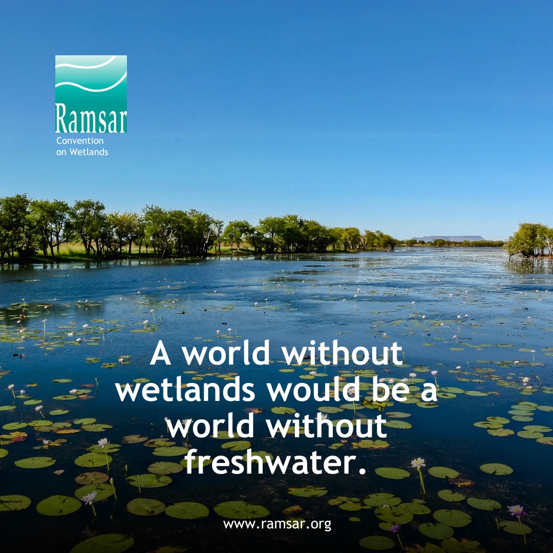 RamsarConv's tweet image. Healthy wetlands are essential for:

💧 Clean drinking water
🌿 Nutrients for fertile fields
🐟 Freshwater fish that feed millions
🏝️ Sediment that keeps deltas above rising seas