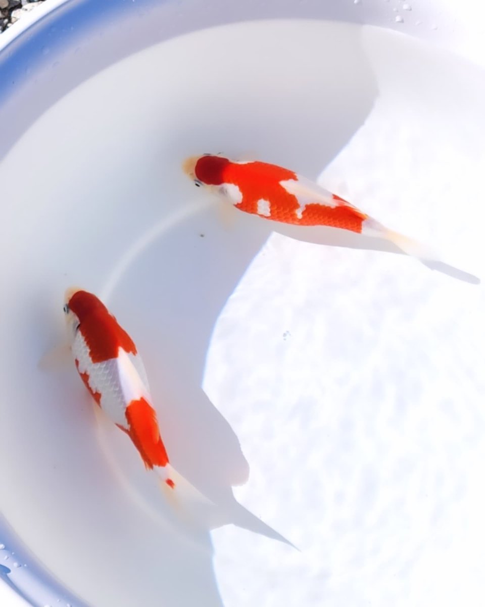 gfverander's tweet photo. 今日は仲間で集まり今年最後の金魚活動
和錦＆長物自慢魚＆270産の更紗鮒尾和金当歳稚魚から育てての現在弐歳鑑評会
私は270産更紗和金を二匹出品して2位と3位。上々だけどなんか悔しい😂
1位の魚は良かったので納得

今年も楽しい金魚生活でした
協賛いただきました皆様
ありがとうございました！ https://t.co/w3bKAWLMvd