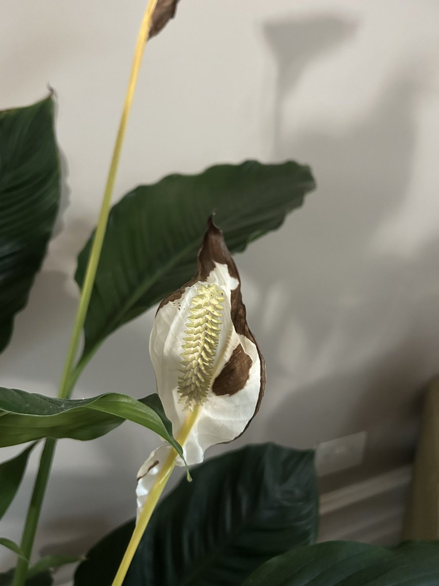 Stuart Murphy tweet media