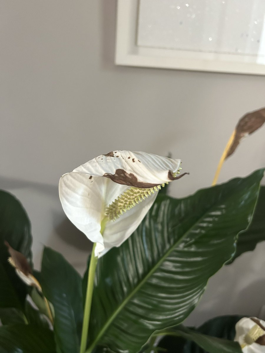 Stuart Murphy tweet media