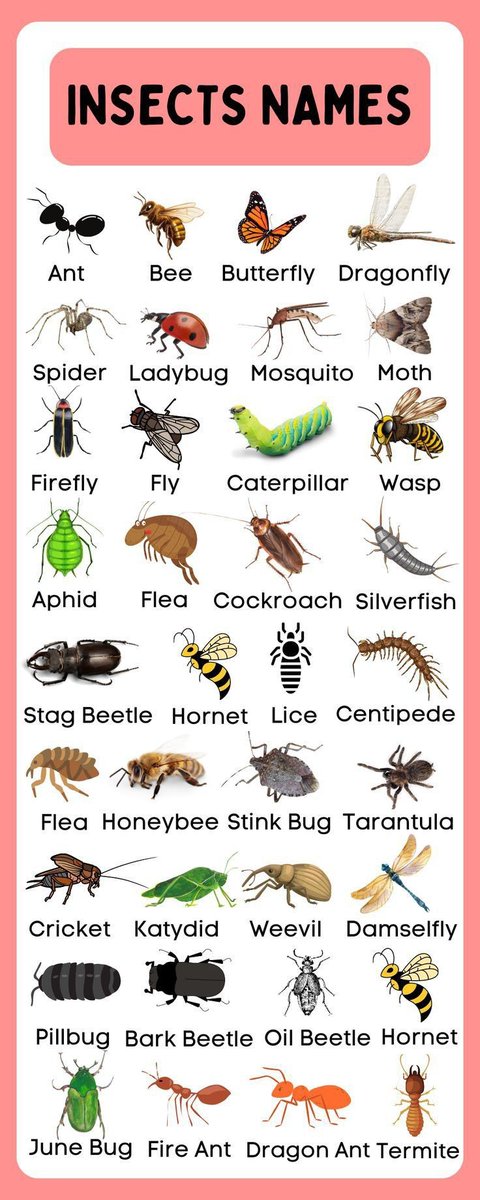 Knowiiiedgess's tweet photo. Insect 🐝 names https://t.co/vEaHmT6iwg