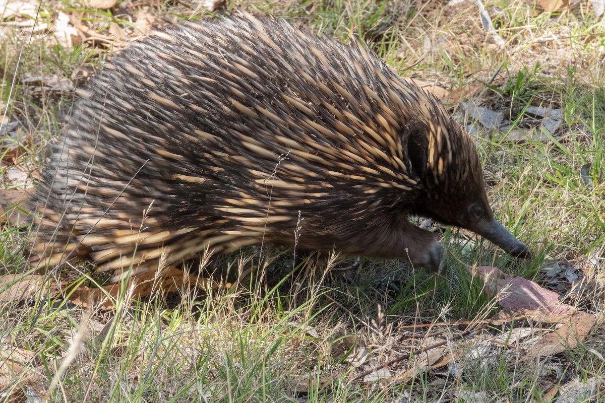 <a href="/WLH1972/">William Hulbert Photography</a> From this week
Echidna, <a href="/MulligansFlat/">Mulligans Flat</a> ,  ACT, Australia