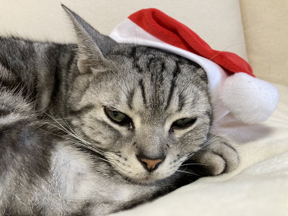 猫サンタ