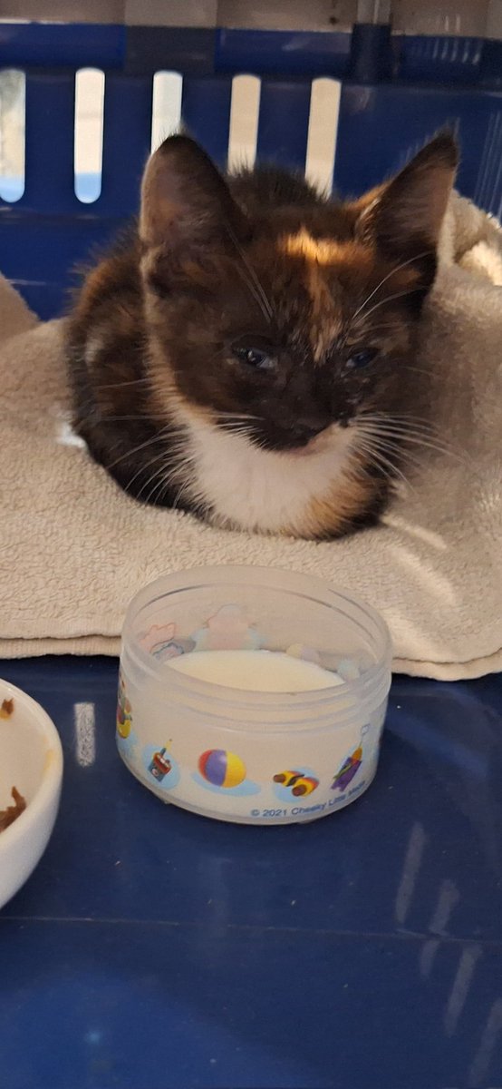 xAvrusa's tweet photo. Another rescue.. found the poor baby in the middle of the road https://t.co/ZNCU6OPUnj