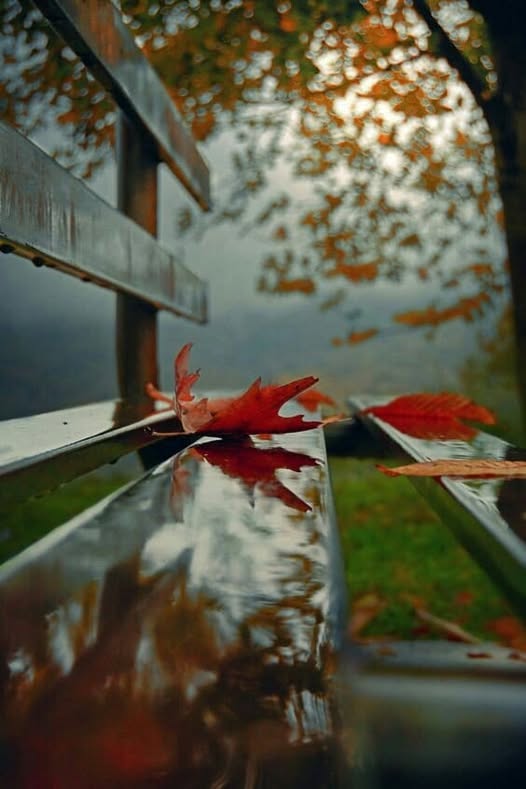 literlandweb1's tweet photo. "Noto que el otoño es más la estación del alma que de la naturaleza".
Friedrich Nietzsche https://t.co/y6qxXqgBFH
