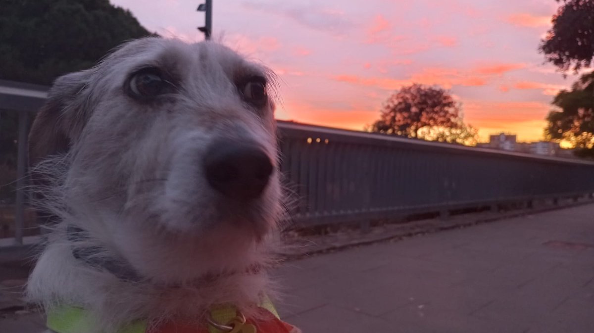 David Prieto @d_prieto@peoplemaking.games tweet media