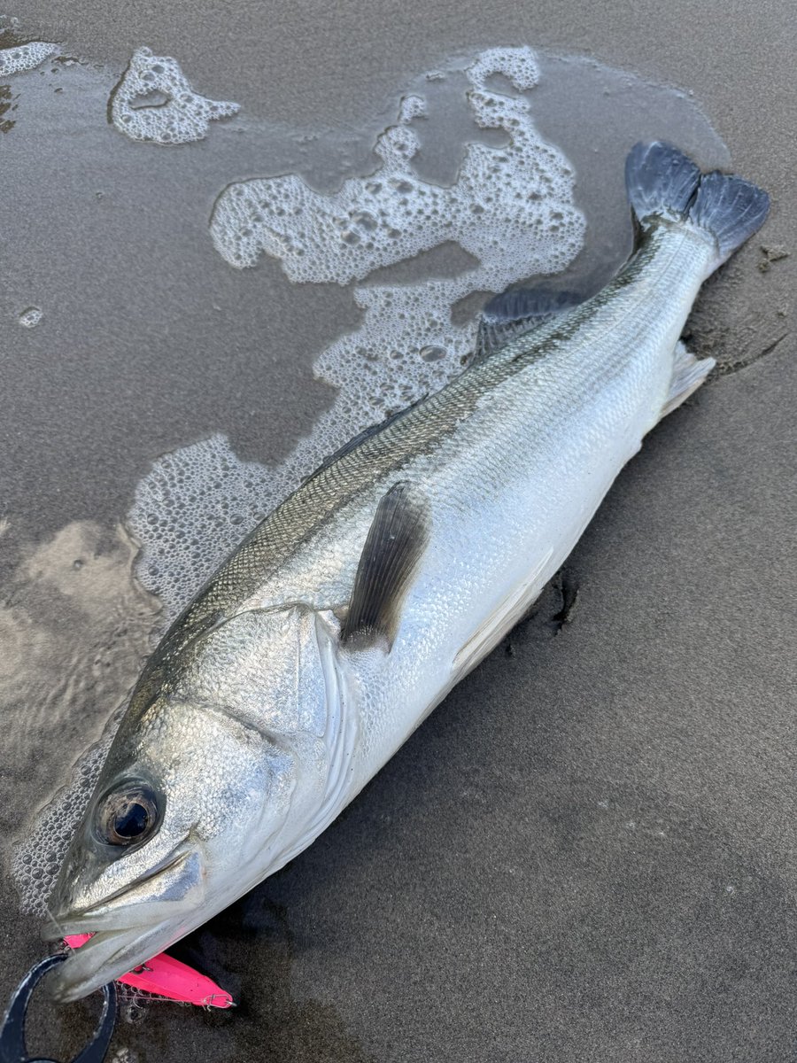 昨夜飲み過ぎて二日酔いの中
昼頃から友人と釣行開始🤢

開始後すぐに友人が小座布団ゲット！
それからしばらくして、、自分にもゴンッ！！
またまた友人と二人揃って座布団捕獲できて楽しい釣行になりました👍🏼
他ヒラメ3、ワラサ1、シーバス2

#常磐サーフ
#県北サーフ
#県南サーフ
#二日酔い
