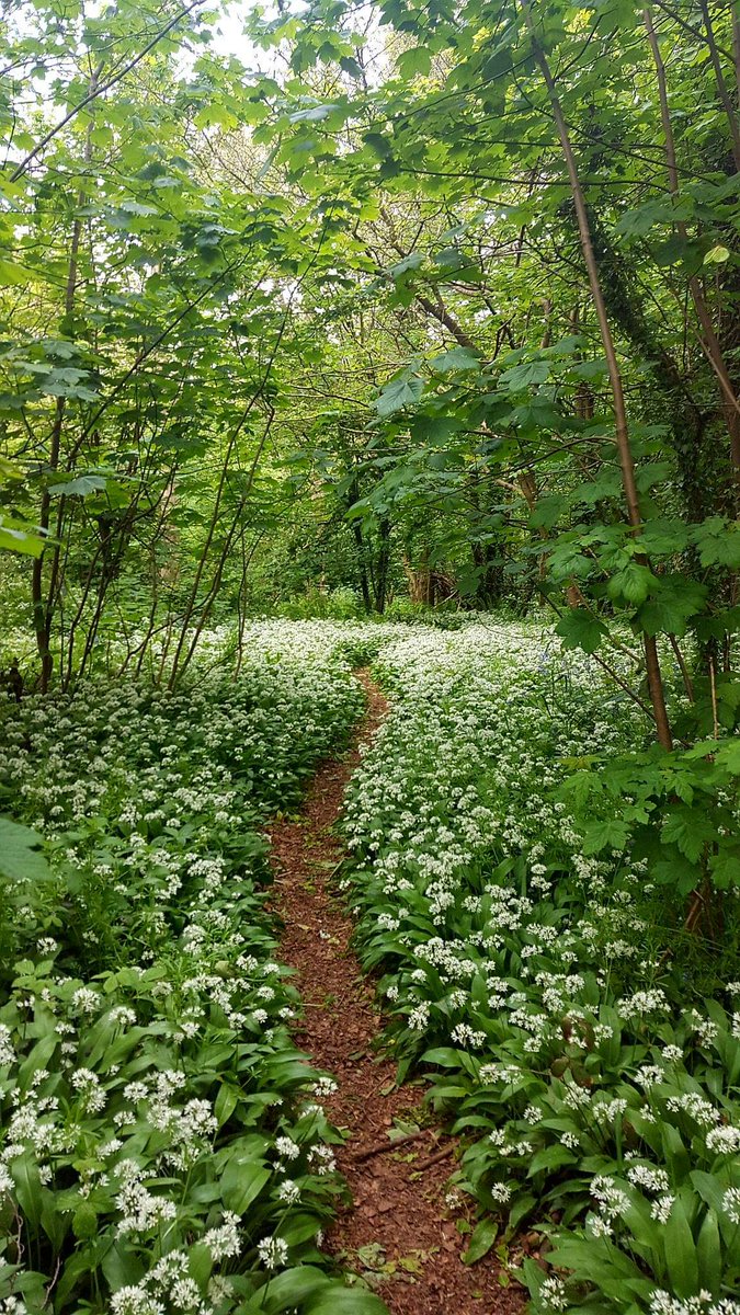 lovely_plot's tweet photo. 95 days until spring 💚 https://t.co/vE4tDPjhC1