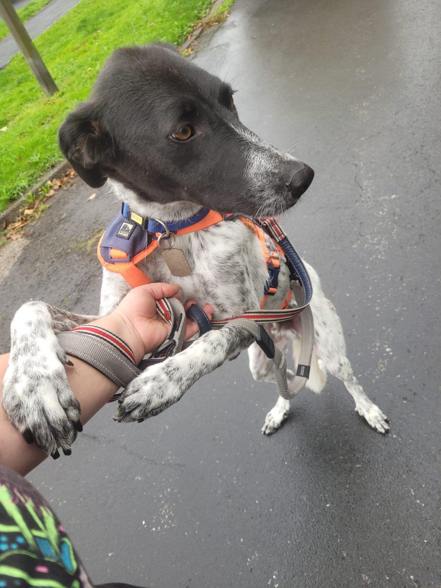 rescuedoggypaws's tweet photo. 4.5yr old CHARLIE is still looking for his forever sofa He's currently in #Lincolnshire and would love to meet you.  He is a lovely boy who is very loyal and loves human company
He would love a quiet home with lots of walks as he is a gentle laid back boy
https://t.co/Y5BrOCzu2g https://t.co/cRFzmi12Hb