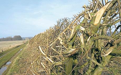 We haven’t lost *half of our hedgerows* since the 1940s, we’ve lost pretty much all. With the odd exception, the ‘hedgerows’ that remain are machine-flailed to lifelessness, leaving them useless for wildlife. No width or depth, no cover, no spring blossom, no berries, nada.