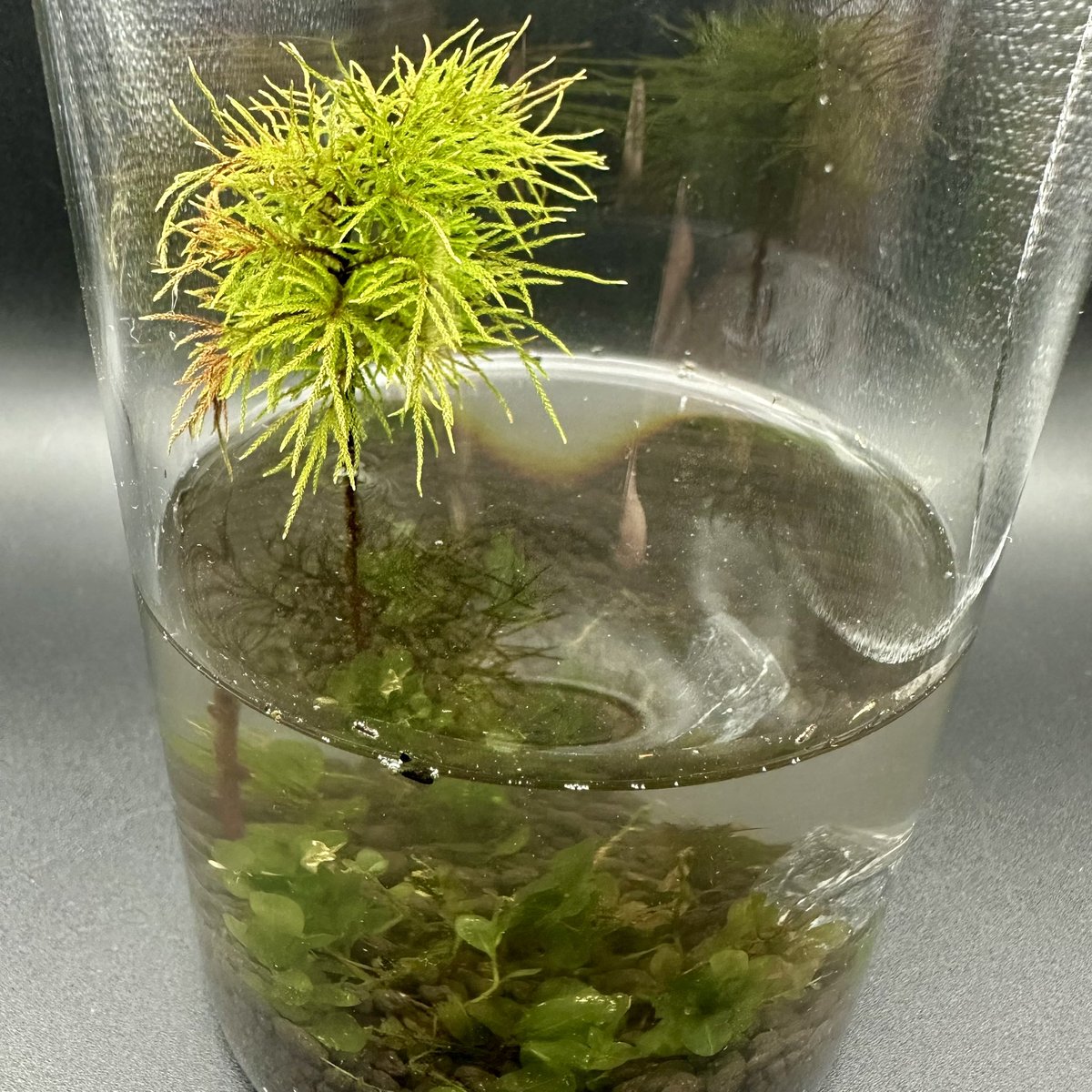 artinnatureK's tweet photo. 「しなやかな生命の礎」(The Resilient Essence of Life)
澄んだ水と植物が一体となり、その凛と立つ姿は、しなやかな美しさと力強い生命力の調和を物語る。
#テラリウムアート
#テラリウムデザイン
#ネイチャーアート
#自然アート
#TerrariumArt
#TerrariumDesign
#NatureArt
#BioArt
#LifeArt https://t.co/6YtxESSGED
