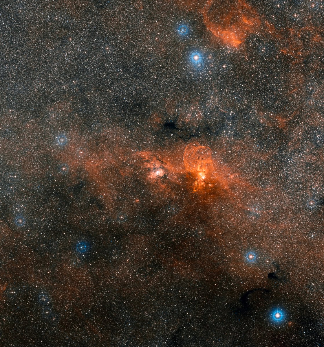 picard_224's tweet photo. 【 ☄️今日のハッブル画像 】2024-12-15~ハッブルの新しい画像で、極限の星団が活気づく~
#りゅうこつ座 #NGC3603 #カリーナ渦巻き腕 #若い星団 #星団 #渦巻星雲 #ハッブル #ウェッブ #チャンドラ #NASA #ESA #picard
🌟①画像左上:ハッブル宇宙望遠鏡の最新画像に写っている星形成領域 NGC 3603 には、天の川銀河で最も印象的な巨大な若い星団の 1 つが含まれています。ガスと塵に覆われたこの星団は、約 100 万年前に起こったと考えられる大規模な星形成ラッシュで形成されました。中心にある熱い青い星は、NGC 3603 の中心にある星団の右側に見えるガスに巨大な空洞を掘り出す役割を果たしています。
クレジット:NASA、ESA、ハッブル遺産 (STScI/AURA) - ESA/ハッブル共同研究
🌟②画像右上:上のハッブル画像の注釈付きバージョン。NGC 3603 の中心にある巨大な星団の若い星によって吹き飛ばされた巨大な空洞が、星団の右側に見えます。特に興味深いのは、画像の左下です。これは、星の光の消滅と、前景の塵の雲によって引き起こされた星間赤化が混在しているため、より暗くなっています。巨大なガスの柱が中央の星団から伸びているのも見えますが、画像の右上には、星雲を背景にシルエットをなす印象的なボック グロビュールがあります。
クレジット:NASA、ESA、ハッブル遺産 (STScI/AURA) - ESA/ハッブル共同研究
🌟③画像左下:デジタイズド・スカイ・サーベイ 2 によって地上で撮影された NGC 3603 領域の広視野画像。輝く水素ガスの雲 (ここではオレンジ色で表示) が広大な輝線星雲を構成しています。視野は約 2.6 x 2.8 度です。
クレジット:NASA、ESA、およびデジタルスカイサーベイ 2. 謝辞: Davide De Martin (ESA/Hubble)ESA /ハッブル(M. Kornmesser & LL Christensen)、Robert Gendler
🌟⑤動画右下:南天の川の広角ビューから NGC 3603 の中心部にズームイン。
クレジット:ESA /ハッブル(M. Kornmesser & LL Christensen)、Robert Gendler
💫【 解 説 】
NASA/ESA ハッブル宇宙望遠鏡は、天の川銀河で最も目立つ大規模な若い星団の 1 つを擁する巨大星雲 NGC 3603 の素晴らしい画像を撮影し、星形成研究のための主要なテンプレートを提供しました。
NGC 3603 は、太陽系から約 20,000 光年離れた天の川銀河のカリーナ渦巻き腕に位置する、顕著な星形成領域です。NASA/ESA ハッブル宇宙望遠鏡によるこの最新の画像は、広大な塵とガスの領域に囲まれた若い星団を示しています。画像内の明るい星のほとんどは、高温の青い星で、その紫外線と激しい風によって、星団を包むガスと塵に巨大な空洞が吹き飛ばされています。
ハッブルの新しい画像は、若い星団内の質量は異なるが年齢は近い多くの星の瞬間的なスナップショットを提供します。これにより、生涯のさまざまな段階にある数種類の星の詳細な分析が可能になります。天文学者は、年齢の異なる星団を互いに比較し、星が年をとるにつれてどの特性(温度や明るさなど)が変化するかを判断することができます。
ハッブル宇宙望遠鏡の調査を率いるスペインのアンダルシア天体物理学研究所の天文学者ヘスス・マイス・アペジャニス博士によると、NGC 3603 の巨大な星団は、その中心に最も質量の大きい星が集まっているようだ。博士と彼のチームは、この非常に密度の高い星団の中心にあるさまざまな種類の星の分布が、天の川銀河の他の若い星団の分布と似ていることを発見した。
研究チームはまた、中心にある最も明るい3つの星が、理論上の限界を超える質量を持つ天体であると我々を誤解させているらしいことも発見した。これらの重量級の星は、実際には2つ、あるいはそれ以上の質量の大きな星から成り、それらの光が混ざり合っているのかもしれない。ハッブルの解像度をもってしても、3つのシステムのそれぞれの星を分離することはできない。この発見は、カナダのモントリオール大学のアンソニー・モファット博士による最近の発見とも一致する。同博士はESOの超大型望遠鏡とハッブルの赤外線NICMOSカメラを使用して、3つのシステムのうち2つのシステムの個々の星の動きを測定した。モファット博士は、最大の個々の質量をおよそ太陽の115倍と測定したが、これは従来の理論の許容範囲内である。
NGC 3603 の渦巻星雲には、太陽質量の約 40 万倍のガスが含まれています。この広大な雲の中には、1940 年代に初めて観測したバート・ボックにちなんで名付けられた、いくつかのボック・グロビュール (画像の右上隅に表示) が潜んでいます。これらは、太陽の約 10 ~ 50 倍の質量を持つ、濃い塵とガスの暗黒雲です。昆虫の繭に似ており、新しい星を形成する途中で重力崩壊を起こしています。ボック・グロビュールは、宇宙で最も冷たい物体の 1 つであるようです。
NGC 3603 は、1834 年にジョン・ハーシェル卿によって初めて発見されました。この星団には、シャー 25 と呼ばれる青色超巨星があることが知られています。シャー 25 は、星団の最も密度の高い部分の上と左に見えます。この星は、超新星として爆発する寸前にあると考えられており、現在有名な超新星 SN 1987A の前身の天の川銀河版としてよく知られています。
注記
ハッブル宇宙望遠鏡は、ESA と NASA の国際協力プロジェクトです。
画像クレジット: NASA、ESA、ハッブル遺産 (STScI/AURA) - ESA/ハッブル共同研究
名 前:NGC 3603
タ イ プ:天の川 : 恒星 : グループ : 星団 : 開いた
距 離:20000光年
星 座:りゅうこつ座(カリーナ、Carina)
カ テ ゴ リ:星雲、星団
