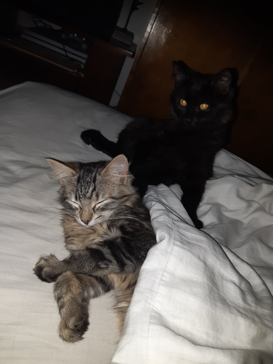 JordiStorm's tweet photo. @supershigi I love them! Whisper spent most of the night slept hugging my arm next to my head, like a koala hanging onto a eucalyptus 😂 https://t.co/5FUAwUgXDD