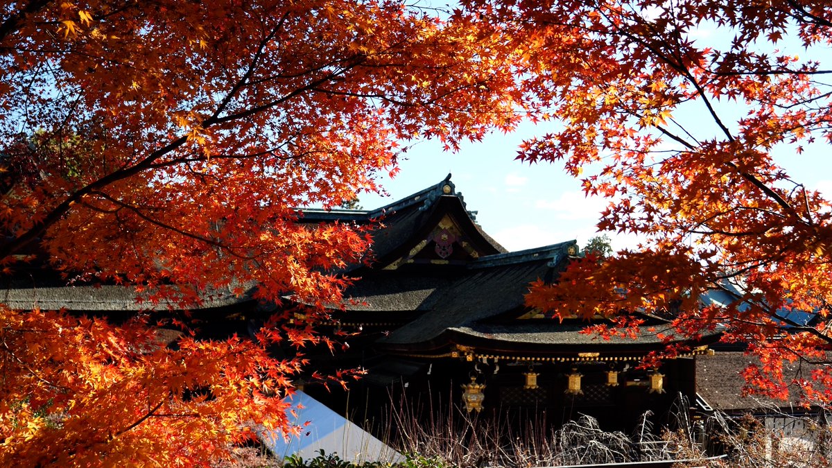 北野天満宮＠京都
今年は色づきが遅かったため、まだ見頃が続いていました。
2024.12.15撮影