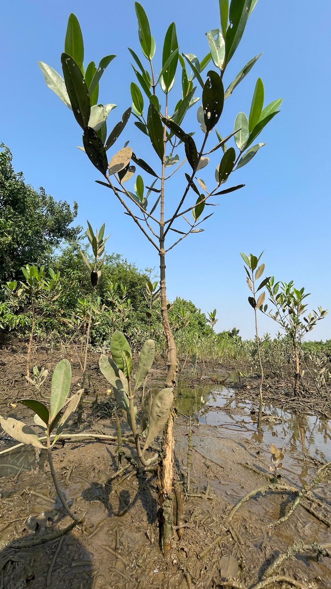 Biswajeet Samal 🇮🇳 🌳 🌎 tweet media