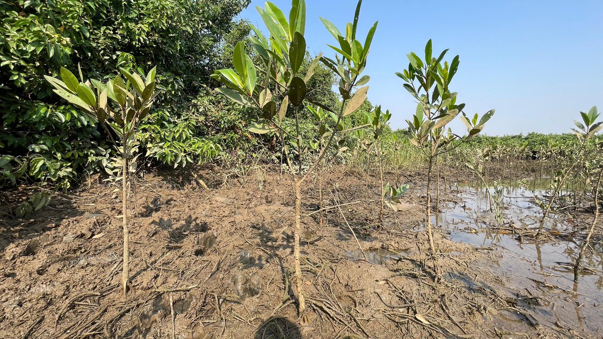 Biswajeet Samal 🇮🇳 🌳 🌎 tweet media
