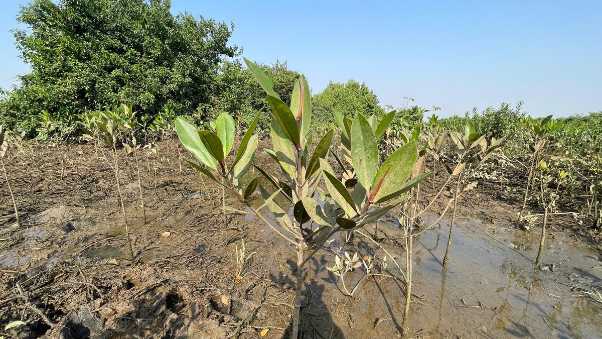 Biswajeet Samal 🇮🇳 🌳 🌎 (@itsbiswajeet) on Twitter photo After eight months of nurturing, our mangrove saplings are thriving and gradually maturing. It's heartening to witness their growth and know that our efforts are contributing to a healthier ecosystem and a more sustainable future.
<a href="/SATTVIC_SOUL/">Sattvic Soul Foundation</a> <a href="/dfomangrovefdwl/">DFO MANGROVE ODISHA</a> <a href="/CollectorJspur/">DM_Jagatsinghpur</a> After eight months of nurturing, our mangrove saplings are thriving and gradually maturing. It's heartening to witness their growth and know that our efforts are contributing to a healthier ecosystem and a more sustainable future.
<a href="/SATTVIC_SOUL/">Sattvic Soul Foundation</a> <a href="/dfomangrovefdwl/">DFO MANGROVE ODISHA</a> <a href="/CollectorJspur/">DM_Jagatsinghpur</a>