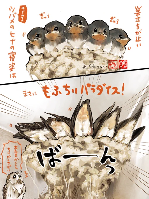 #今年も残りわずかなので今年1番伸びた絵を貼る 

フクロウの絵を描く人なのにツバメの尻が1番でした!何者ももふちりにはあらがえない… 