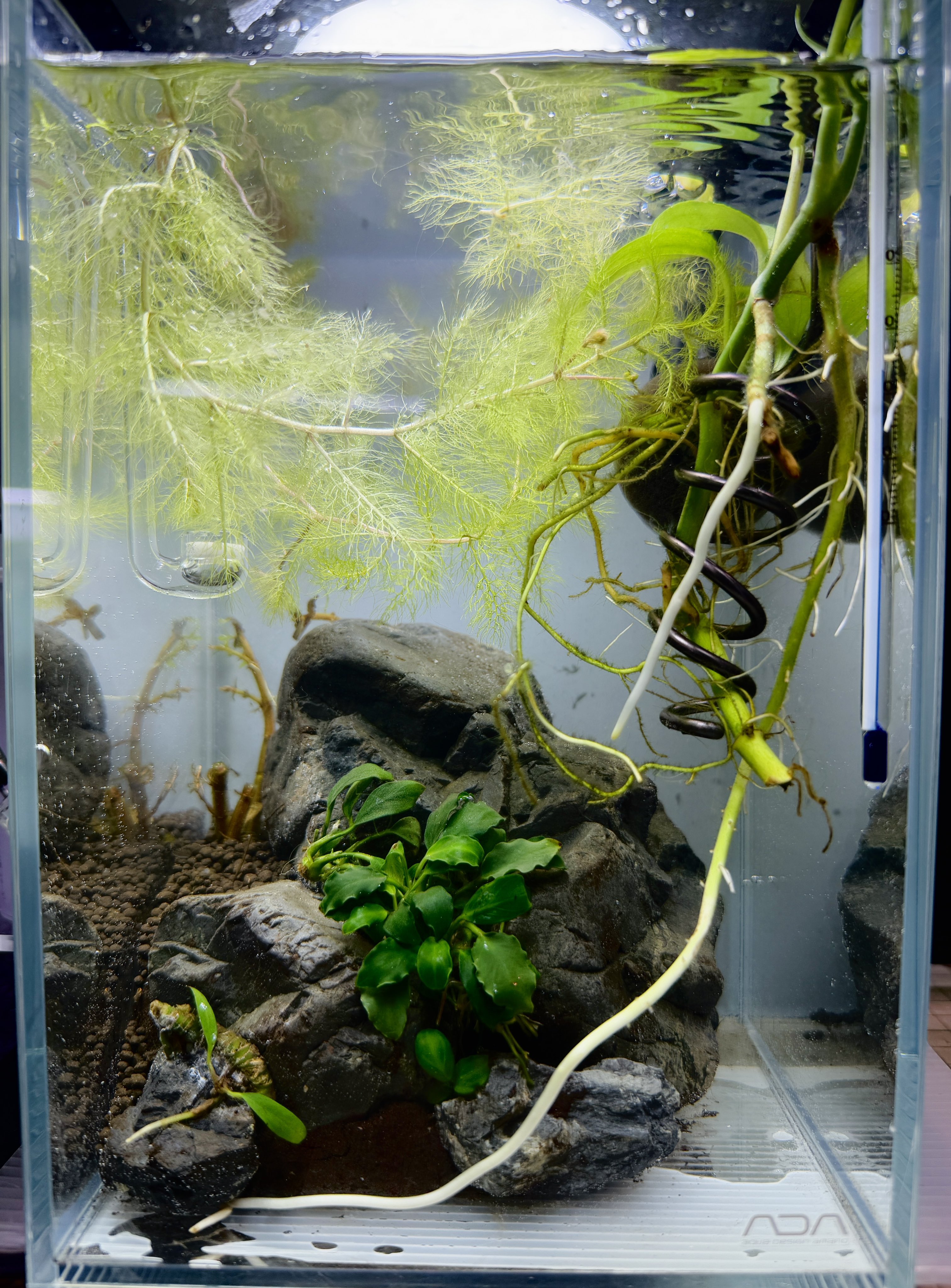 【水草コメント・リクエスト専用ページ】 APT FIX｜水槽用コケ取り剤 - HIROSE WEB SHOP