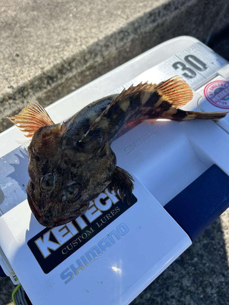 ajiaorishimano's tweet image. 久しぶりの休日2日目🎣
昨日購入したイージーシェイカー達を試したくてデイアジングへ🐟
型は良かったんですが数が…🙄
豆アジのバイトは無数に…😆
楽しめました😙
#ケイテック
#KEITECH
#イージーシェイカー
#アジング
#横浜
#外房