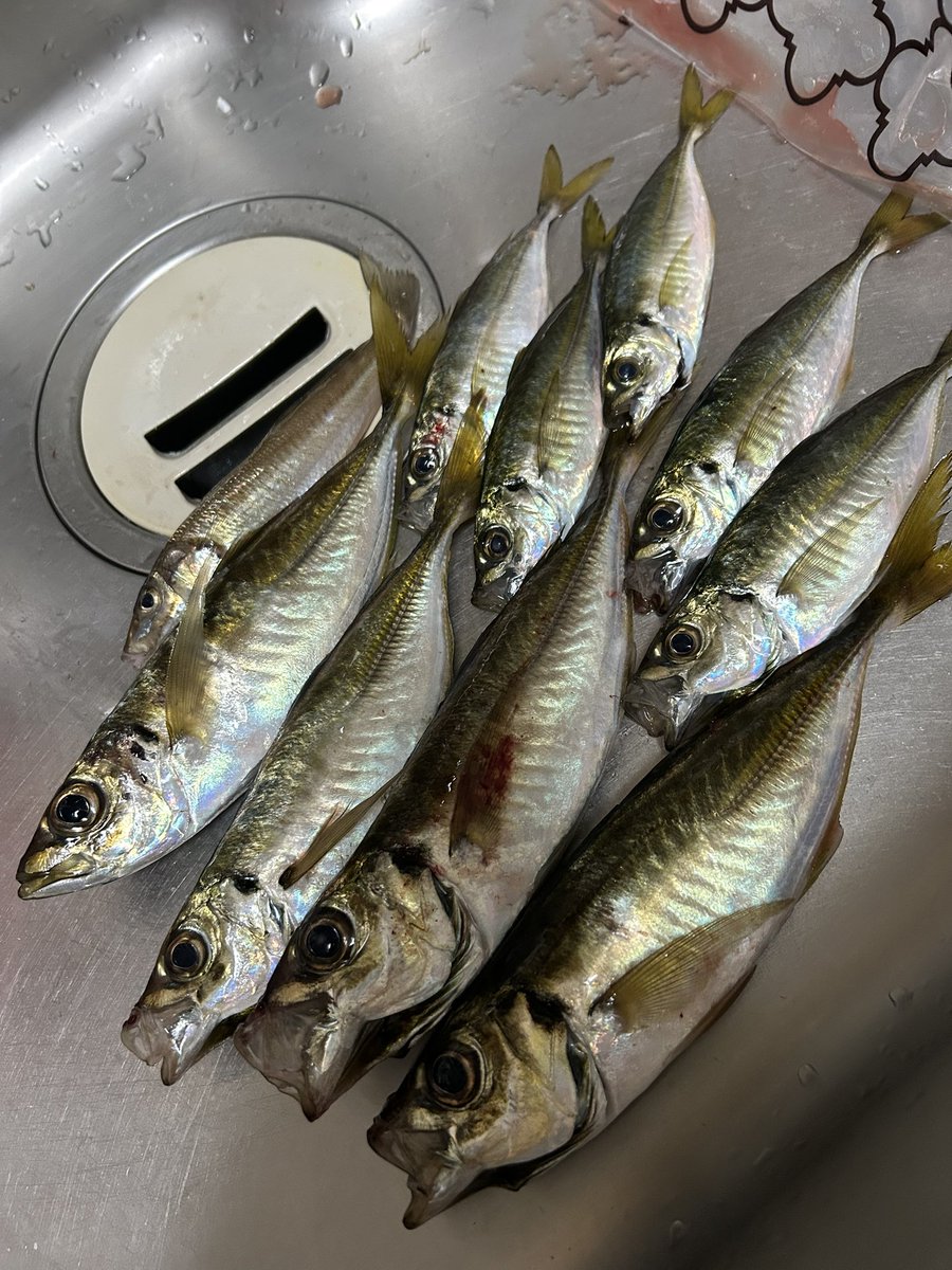 ajiaorishimano's tweet image. 久しぶりの休日2日目🎣
昨日購入したイージーシェイカー達を試したくてデイアジングへ🐟
型は良かったんですが数が…🙄
豆アジのバイトは無数に…😆
楽しめました😙
#ケイテック
#KEITECH
#イージーシェイカー
#アジング
#横浜
#外房