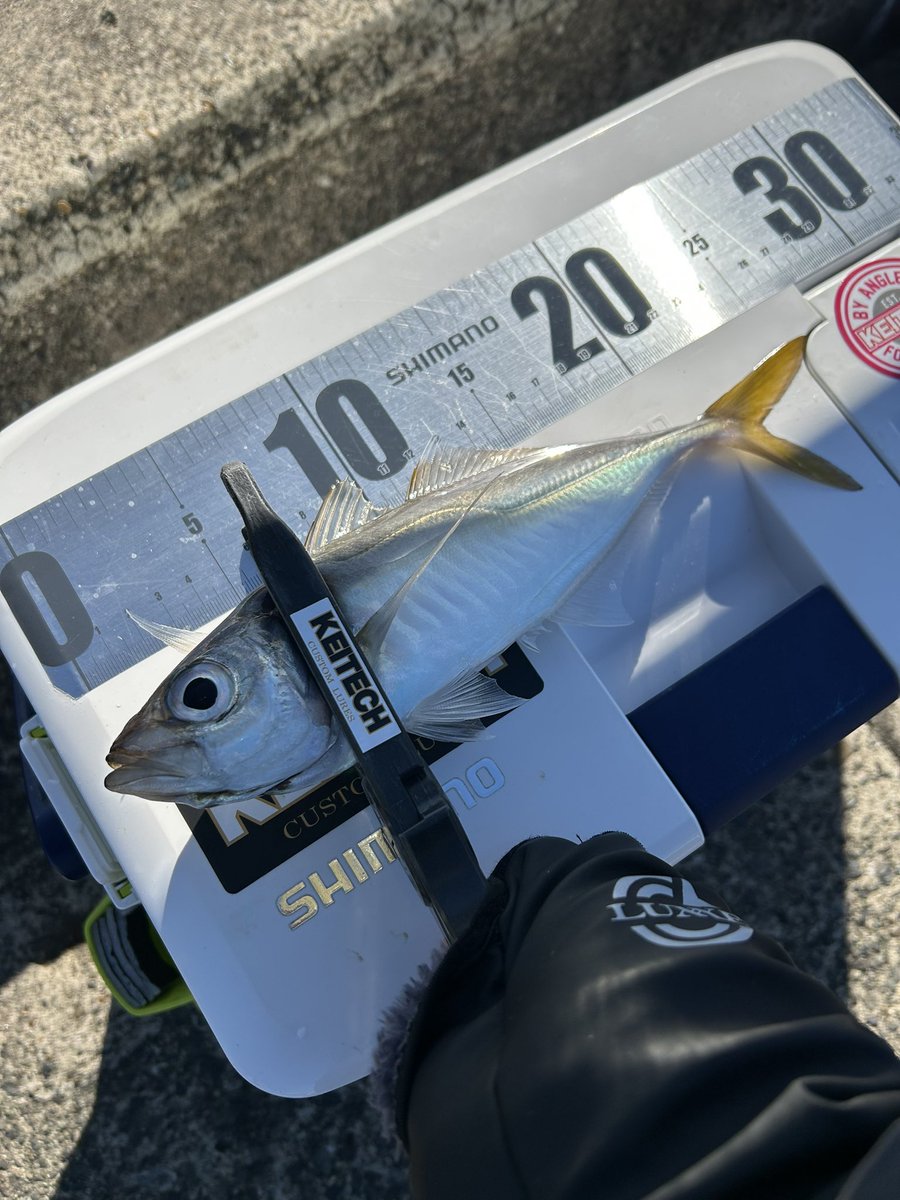ajiaorishimano's tweet image. 久しぶりの休日2日目🎣
昨日購入したイージーシェイカー達を試したくてデイアジングへ🐟
型は良かったんですが数が…🙄
豆アジのバイトは無数に…😆
楽しめました😙
#ケイテック
#KEITECH
#イージーシェイカー
#アジング
#横浜
#外房