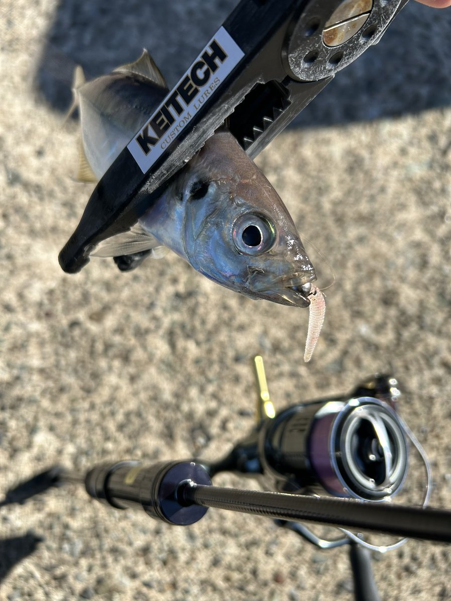 ajiaorishimano's tweet image. 久しぶりの休日2日目🎣
昨日購入したイージーシェイカー達を試したくてデイアジングへ🐟
型は良かったんですが数が…🙄
豆アジのバイトは無数に…😆
楽しめました😙
#ケイテック
#KEITECH
#イージーシェイカー
#アジング
#横浜
#外房