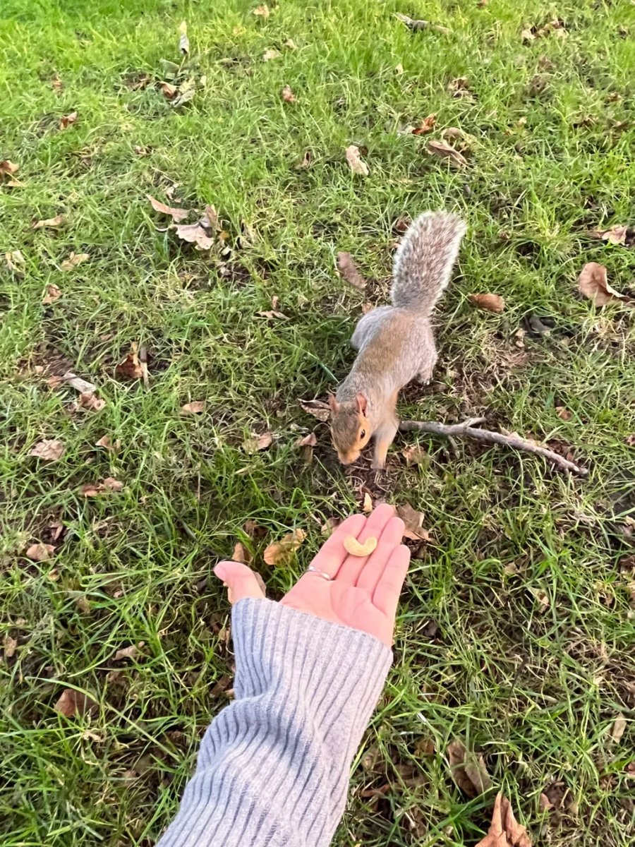 beeant57's tweet photo. I really like the little animals, they are so cute.  Especially the little squirrels. I fed them one🐿 https://t.co/bZix4Lfr2R